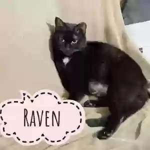 adoptable Cat in Snellville, GA named Raven