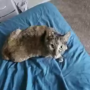 adoptable Cat in Rancho Cucamonga, CA named Hershey