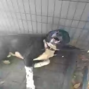 adoptable Dog in Pearland, TX named Rowdy