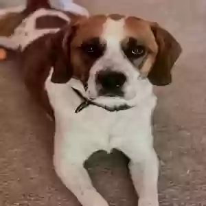 adoptable Dog in Cleveland, TN named Diesel