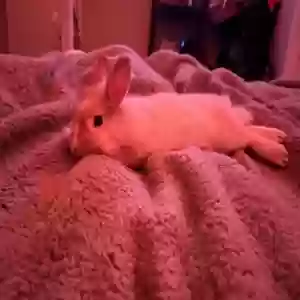 adoptable  in Los Angeles, CA named Bobbie