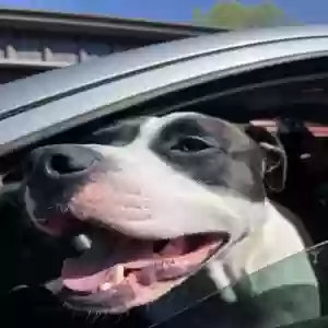 adoptable Dog in Dawsonville, GA named roscoe