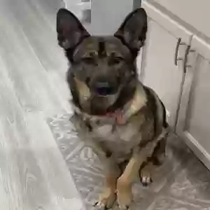 adoptable Dog in Middlefield, OH named Nova