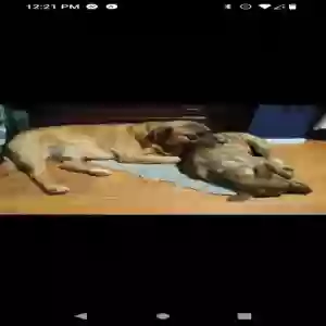 /images/pets/original/2181960_21436_Screenshot_20250519-122118.webp