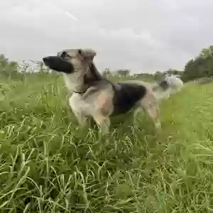 adoptable Dog in Trinity, TX named Koda