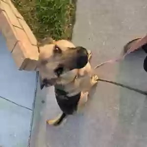 adoptable Dog in Highland, CA named Kiwi