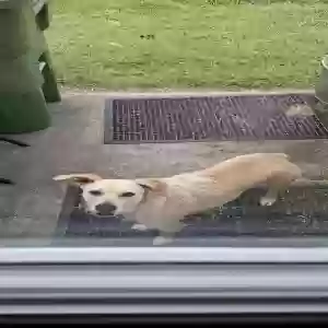 adoptable Dog in Baytown, TX named Penny