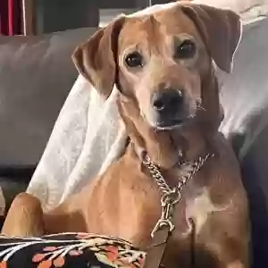 adoptable Dog in Lafayette, CA named TinaBear