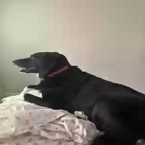 adoptable Dog in Fort Worth, TX named Joey
