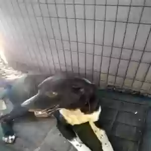 adoptable Dog in Pearland, TX named Rowdy