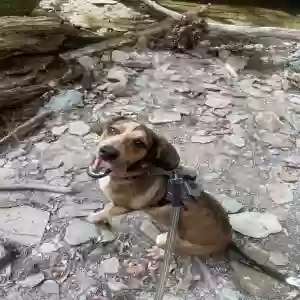 adoptable Dog in East Canton, OH named Doc Hudson