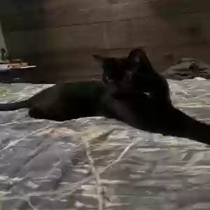 adoptable Cat in Trout, LA named T-Pain