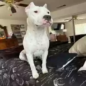 adoptable Dog in Palmdale, CA named Coco
