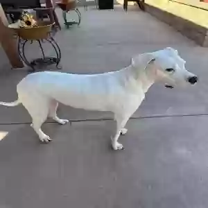adoptable Dog in Palmdale, CA named Luna