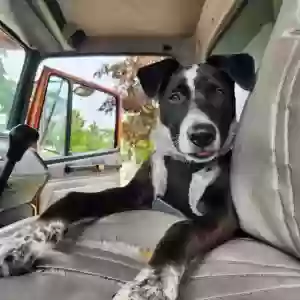adoptable Dog in Romulus, MI named Cheese