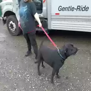 adoptable Dog in Meadville, PA named Phoebe