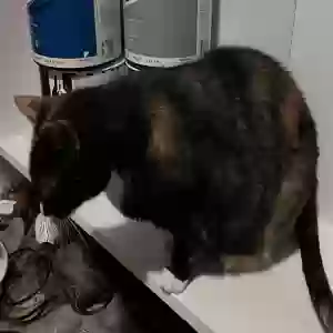 adoptable Cat in Atlanta, GA named Chloe