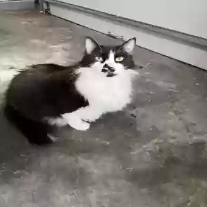 adoptable Cat in Atlanta, GA named Charlie