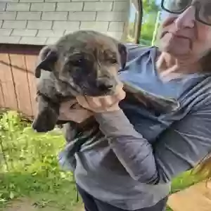 adoptable Dog in Bybee, TN named No name puppy