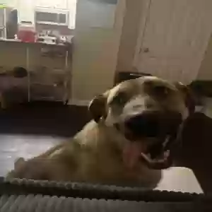 adoptable Dog in Flowery Branch, GA named Sandy
