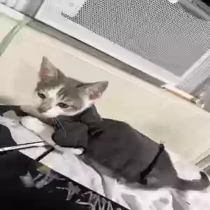 adoptable Cat in Pico Rivera, CA named Sharky