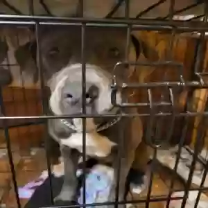 adoptable Dog in Baxley, GA named Blackjack