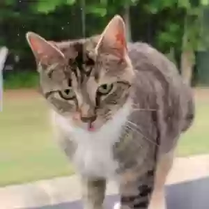 adoptable Cat in Monroe, GA named Unknown