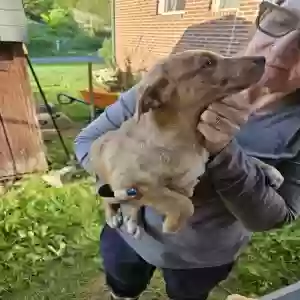 adoptable Dog in Bybee, TN named It is a puppie