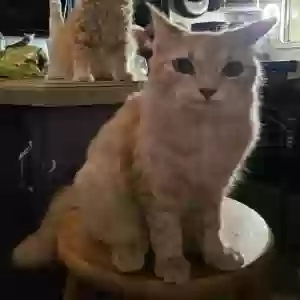 adoptable Cat in Georgetown, TX named Babadook
