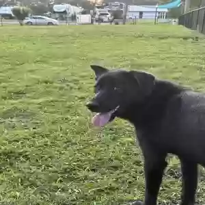adoptable Dog in Decatur, GA named Bottle Rocket