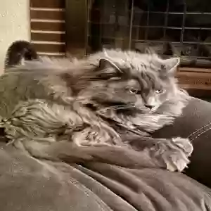 /images/pets/original/2182225_actual_two.webp