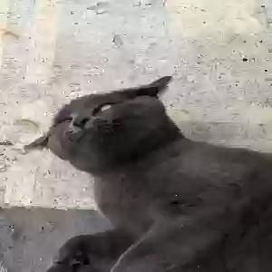 adoptable Cat in Oxford, OH named Lavender