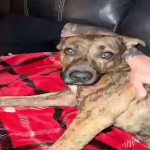 adoptable Dog in Sebring, FL named Eli