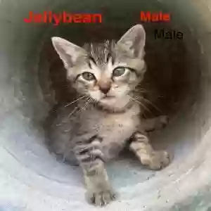 adoptable Cat in Arlington, TX named Jellybean