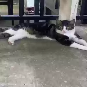 adoptable Cat in Memphis, TN named Patsy
