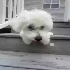 /images/pets/original/2182280_45827_IMG_8459.webp
