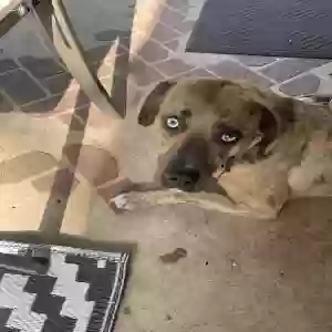 adoptable Dog in Mooringsport, LA named Josie