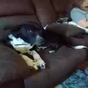 adoptable Dog in Pearland, TX named Rowdy