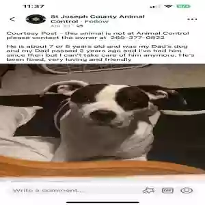 adoptable Dog in Three Rivers, MI named Hercules