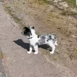 adoptable Dog in Beaver, PA named Kikky