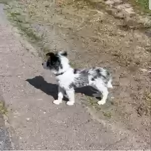 adoptable Dog in Baden, PA named Kikky