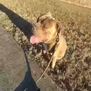 adoptable Dog in Powder Springs, GA named Achilles