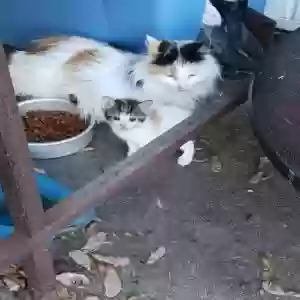 adoptable Cat in Pana, IL named Unknown
