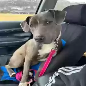 adoptable Dog in Toronto, OH named Emmy