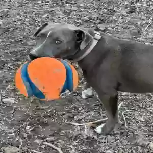 /images/pets/original/2182403_actual_two.webp