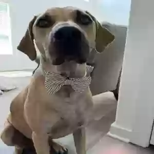adoptable Dog in Georgetown, TX named Ranger