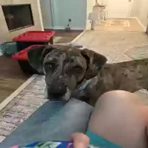 adoptable Dog in Portland, TX named Beau