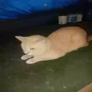 adoptable Cat in Canton, TX named Little brother