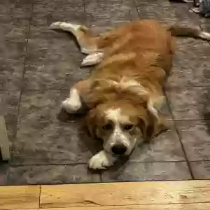 adoptable Dog in Millville, UT named Mayzie