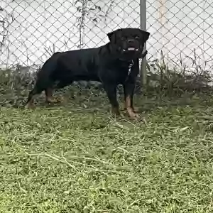 adoptable Dog in Jupiter, FL named Rex